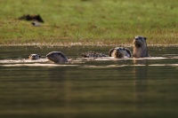 Vydra hladkosrsta - Lutrogale perspicillata - Smooth-coated Otter o6247